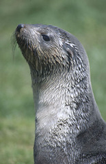 Arctocephalus gazella