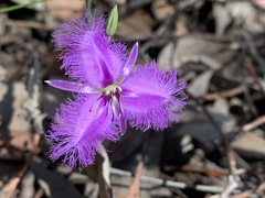 Thysanotus tuberosus