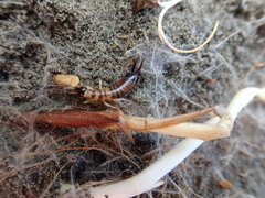 Anisolabis littorea
