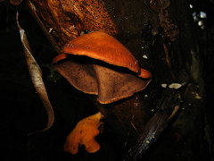 Mycobonia flava