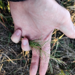 Eragrostis curtipedicellata