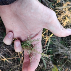 Eragrostis curtipedicellata