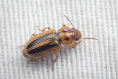 Agonoderus
