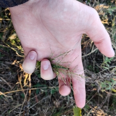 Eragrostis curtipedicellata