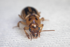 Agonoderus