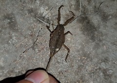 Nepoidea