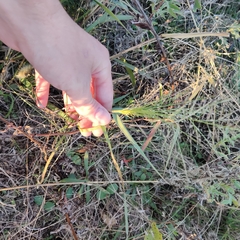 Eragrostis curtipedicellata