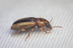 Agonoderus