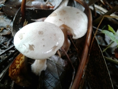 Clitocybe