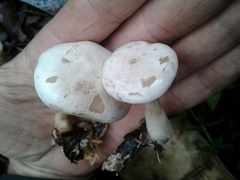 Clitocybe