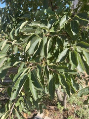 Diospyros virginiana