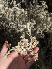 Pseudognaphalium beneolens