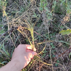 Eragrostis curtipedicellata