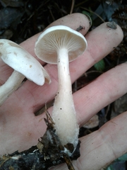 Clitocybe
