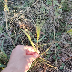 Eragrostis curtipedicellata