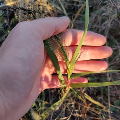 Eragrostis curtipedicellata