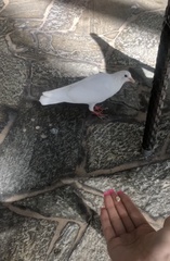 Columba livia domestica