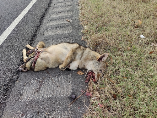 Coyote photographed in Georgia