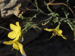 Menodora scabra