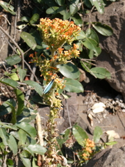 Kalanchoe lanceolata