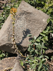 Kalanchoe lanceolata