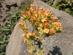 Kalanchoe lanceolata