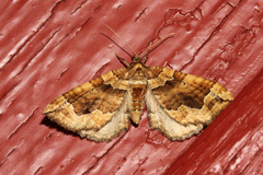 Pelurga comitata