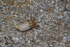 Polyphylla