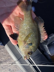 Lepomis punctatus