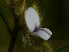Crotalaria calycina