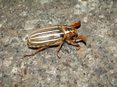 Polyphylla