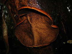 Mycobonia flava