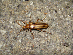 Ortholeptura valida