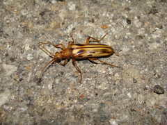 Ortholeptura valida