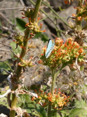 Kalanchoe lanceolata