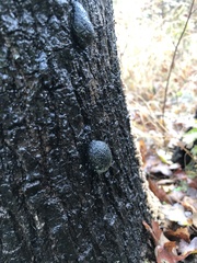 Daldinia concentrica