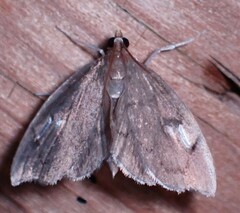 Perispasta caeculalis