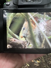 Thylogale stigmatica