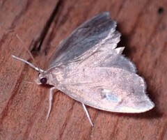 Perispasta caeculalis