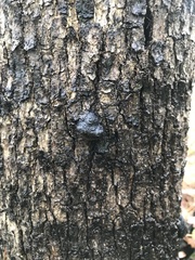 Daldinia concentrica