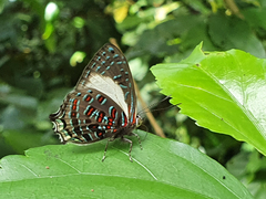 Hypochrysops