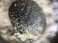 Daldinia concentrica