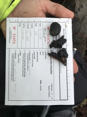 Daldinia concentrica