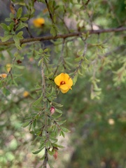 Pultenaea parviflora