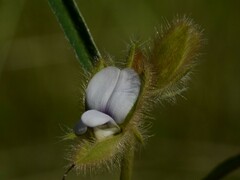 Crotalaria calycina