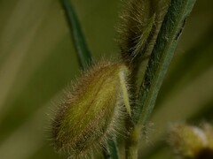 Crotalaria calycina