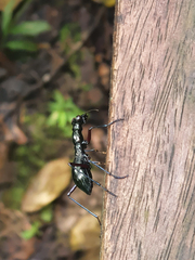 Cicindelinae