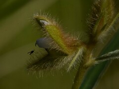 Crotalaria calycina