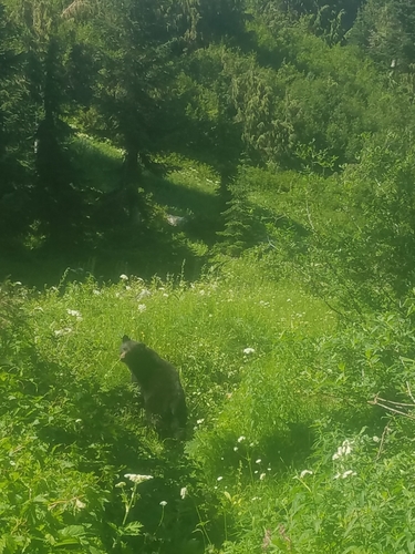 American Black Bear photographed in Washington