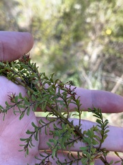 Pultenaea parviflora
